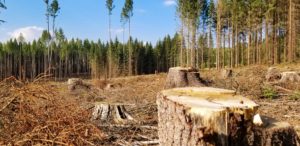 Ambiente e territorio - Giulia Lupoli - Energie rinnovabili o ritorno ai combustibili fossili 2