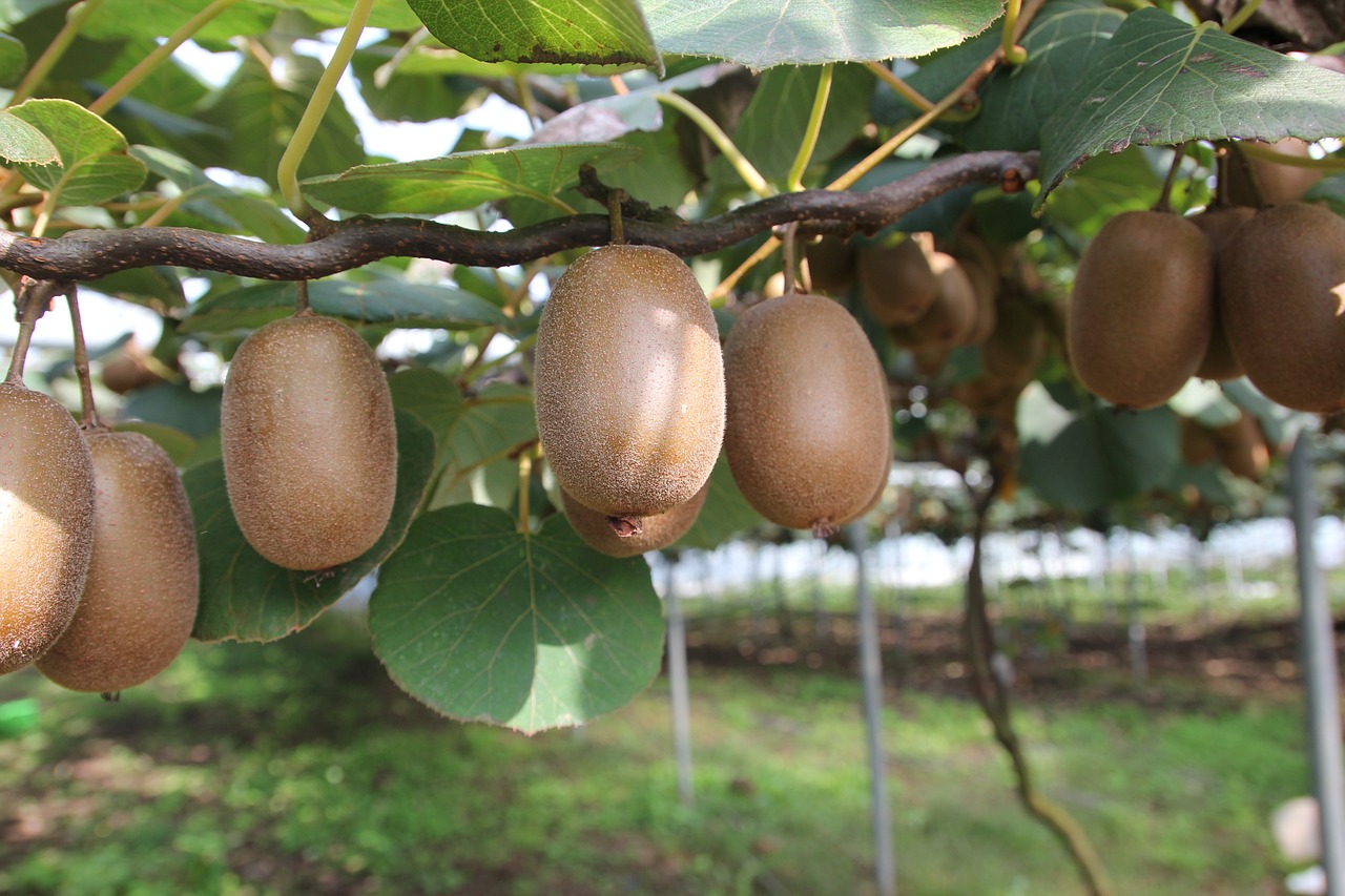 Braccianti e Agro Pontino, eco fascista e sfruttamento moderno